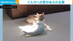 「一緒に日向ぼっこだにゃー」ネコの“イルカ”との仲睦まじい様子に「癒され過ぎて腰痛完治した」と反響