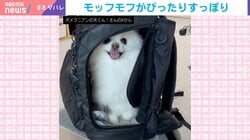 「ハウス！」の合図で犬がリュックに“シンデレラフィット”！12万超の“いいね”に飼い主「愛犬をたくさん自慢できて、飼い主冥利に尽きます」