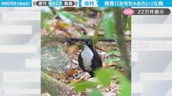 「おもちゃみたいでかわいいw」オーストラリアの“珍しい鳥”の動画に「モールス信号みたいな鳴き方」「癒される…なんだかペンギンみたい」と話題