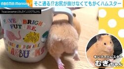 マグカップの取っ手からお尻が抜けない！悶絶必至のハムスターがSNSで大反響「ハムケツ偉大だわ～」「元気でた！」　
