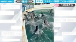 ピョンピョン大興奮のアザラシたち エサ目当てに乱舞する姿がSNSで話題！「のびーるのびーる」「オタクすぎてやばいw」