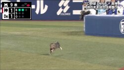 横浜スタジアムにネコ侵入　一塁側を疾走　試合は一時中断もファンからは笑い声