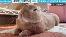 「完全に野生を失ったウサギは天使に」←ウトウト寝落ちしてしまう瞬間に「ね、寝てないよ！」「なんじゃこの可愛い過ぎる生き物はw」と反響