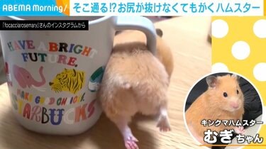 マヌケ・ハム！！！！はむはむ！マヌケマヌケのおマヌケハムスター‎ マグカップの取っ手からお尻が抜けない！悶絶必至のハムスターがSNSで