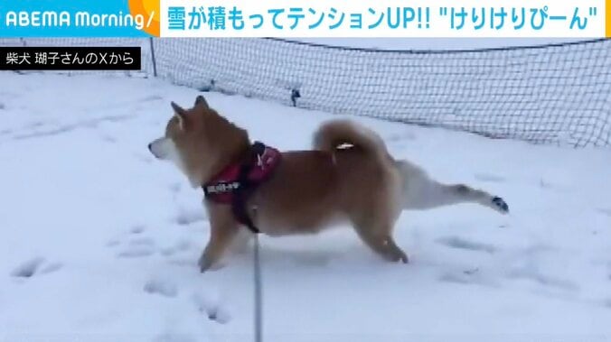 柴犬「ここ」ちゃん