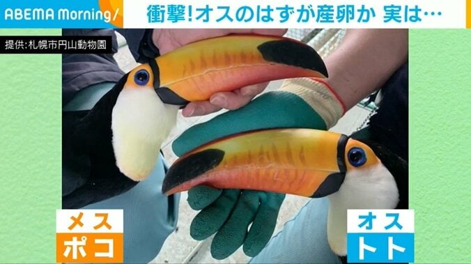 「オニオオハシ」のオスが産卵!? 8年繁殖に取り組むも“メス×メス”の事実 求愛行動や体格から性別を疑わず 1枚目