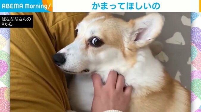 犬のあんずちゃん（まもなく5歳）