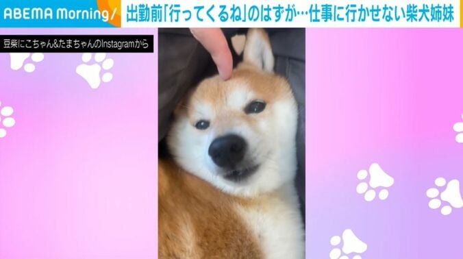 豆柴のにこちゃん