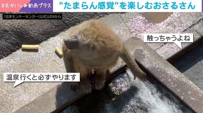 アヌビスヒヒ・キゴマくん