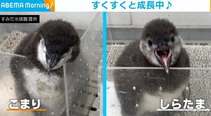 「か…可愛いの2乗!!」“個性爆発”の赤ちゃんペンギンたちが話題 1枚目