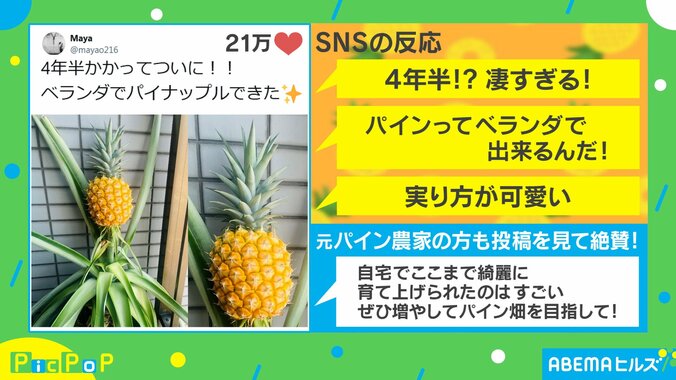 ベランダで育った立派なパイナップル