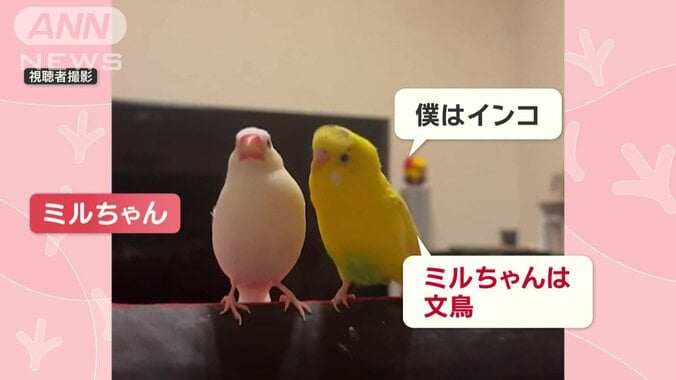 「僕はインコ　ミルちゃんは文鳥」