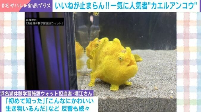 カエルアンコウ