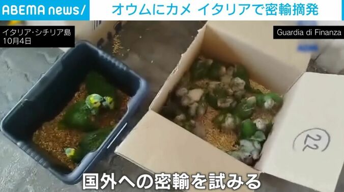 オウムたち