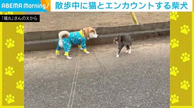 柴犬の福丸くん