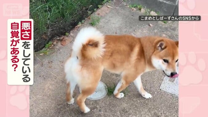 悪さをしている自覚がある？