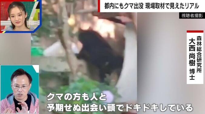 東京の民家をよじ登るクマ