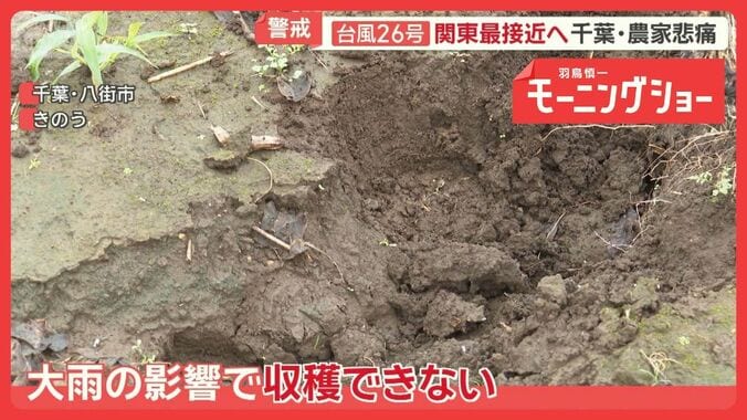 相次ぐ大雨で野菜高騰の恐れも　ニンジン甚大被害　千葉に再び…関東に近づく台風26号 1枚目