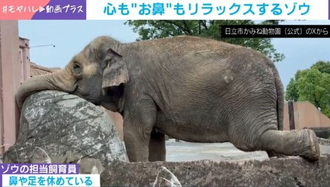 アジアゾウのスズコちゃん
