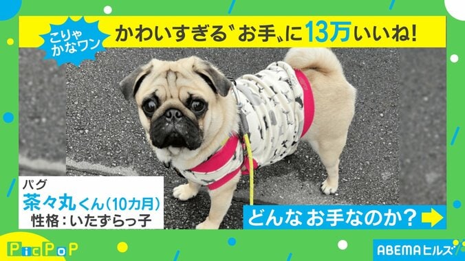 生後3カ月の犬が習得した“可愛すぎるお手”に「一発で心奪われた」14万人が悶絶 1枚目