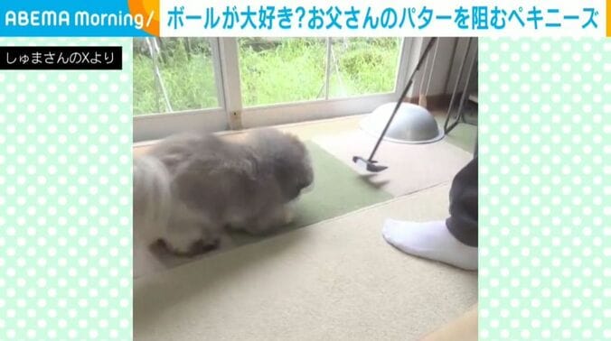 ペキニーズの朱鞠くん