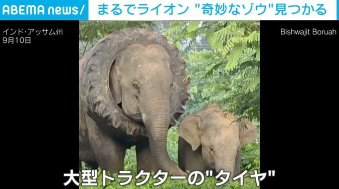 奇妙な象