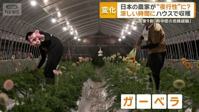 ガーベラの収穫作業