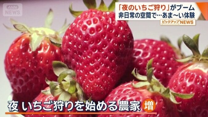 夜のイチゴ狩りを始める農家が増加