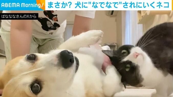 あんずちゃんとちくわぶちゃん