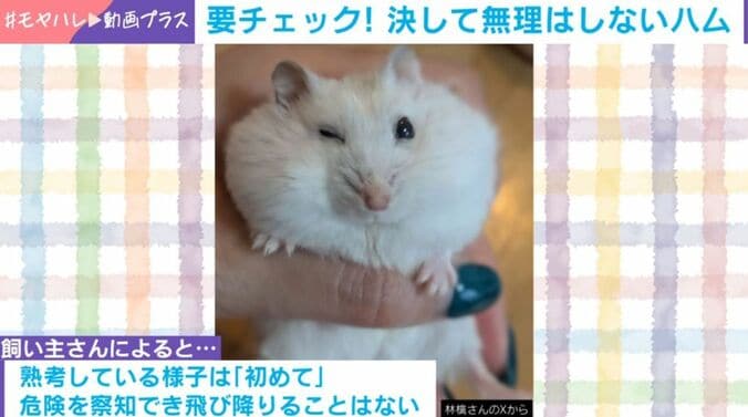 おもちくん