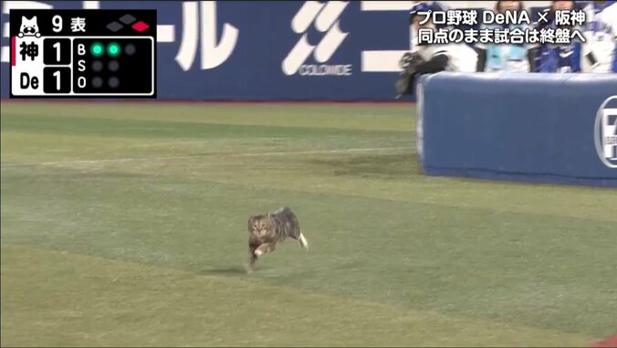 横浜スタジアムにネコ侵入　一塁側を疾走　試合は一時中断もファンからは笑い声 1枚目