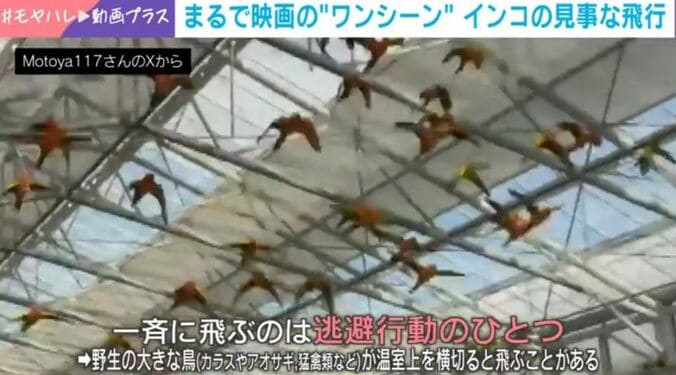 インコの群れ