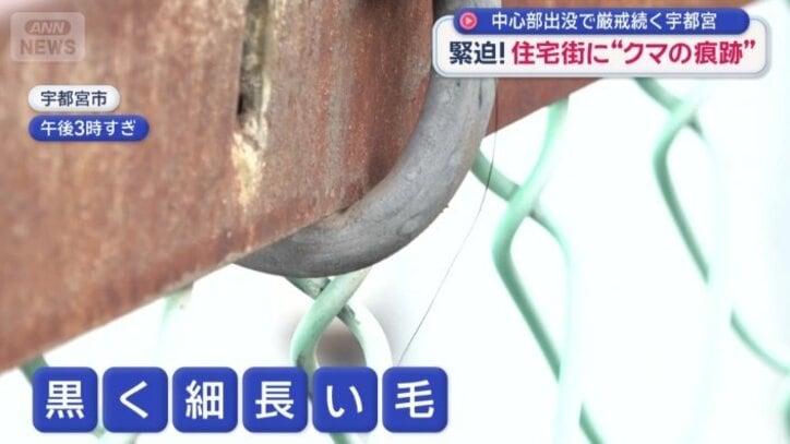 黒く細長い毛