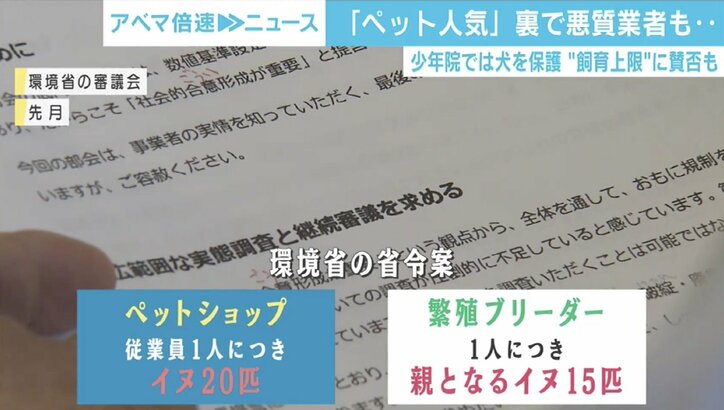 イヌやネコをめぐり何が起きている？販売業者への“数値規制”で行き場を失う懸念も