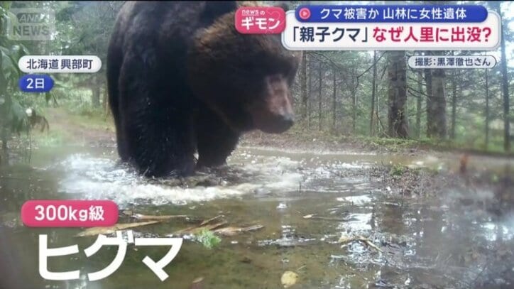 300キロ級の巨大ヒグマ