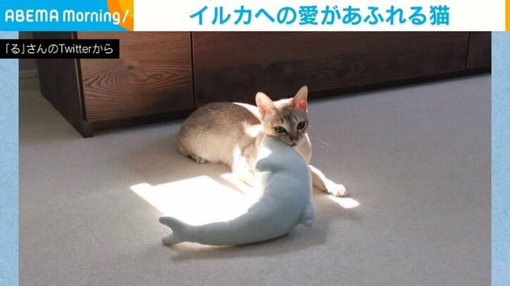 「一緒に日向ぼっこだにゃー」ネコの“イルカ”との仲睦まじい様子に「癒され過ぎて腰痛完治した」と反響