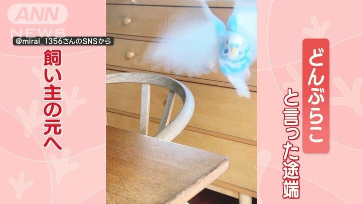 「どんぶらこ」で飼い主まっしぐらなインコさん 名前呼んでもスルー 桃太郎好き?