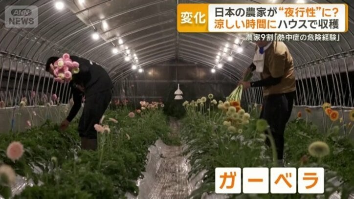 ガーベラの収穫作業