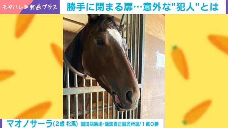 盗まれた馬 写真・画像】勝手に閉まる扉…カメラが捉えた