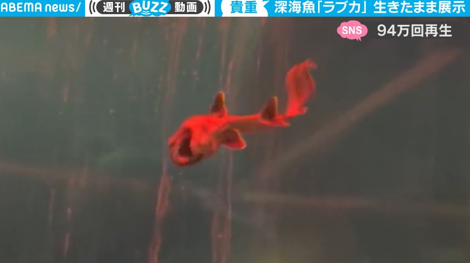 生きる化石” 謎に包まれた激レア深海魚が泳ぐ姿をとらえた超貴重映像が話題に 「ゴジラの幼生か？」「神秘的すぎる」 | 話題 | ABEMA TIMES  | アベマタイムズ