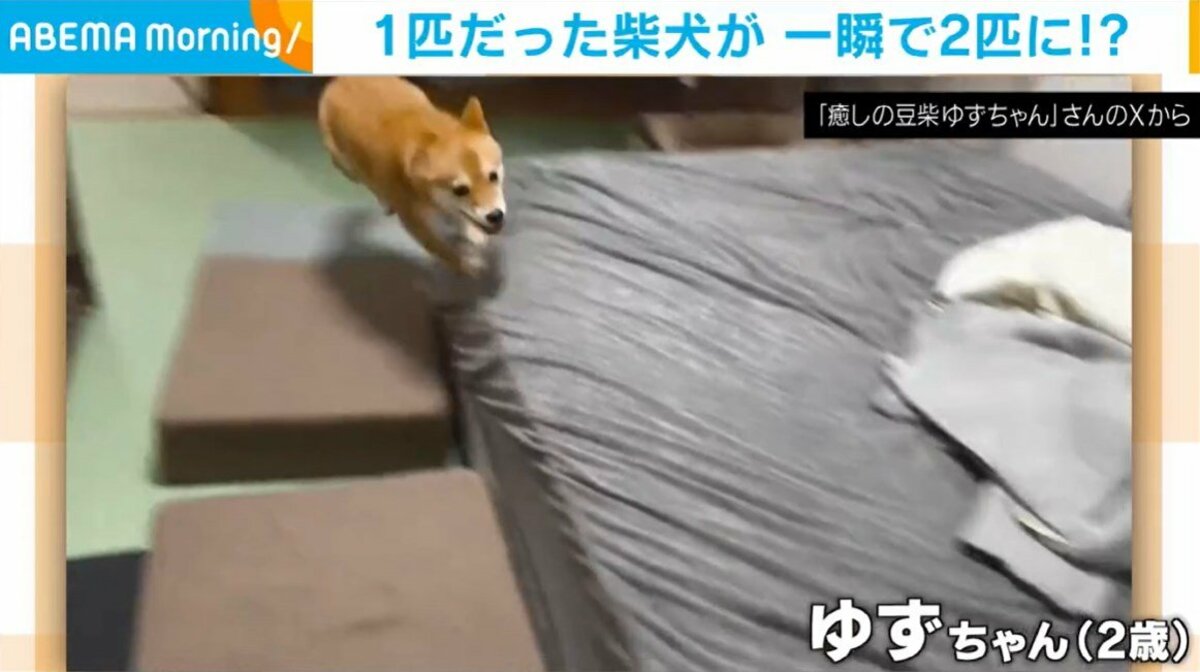 一瞬で2匹に!? 走り回る1匹の柴犬がまるで“分身”したかのような光景に