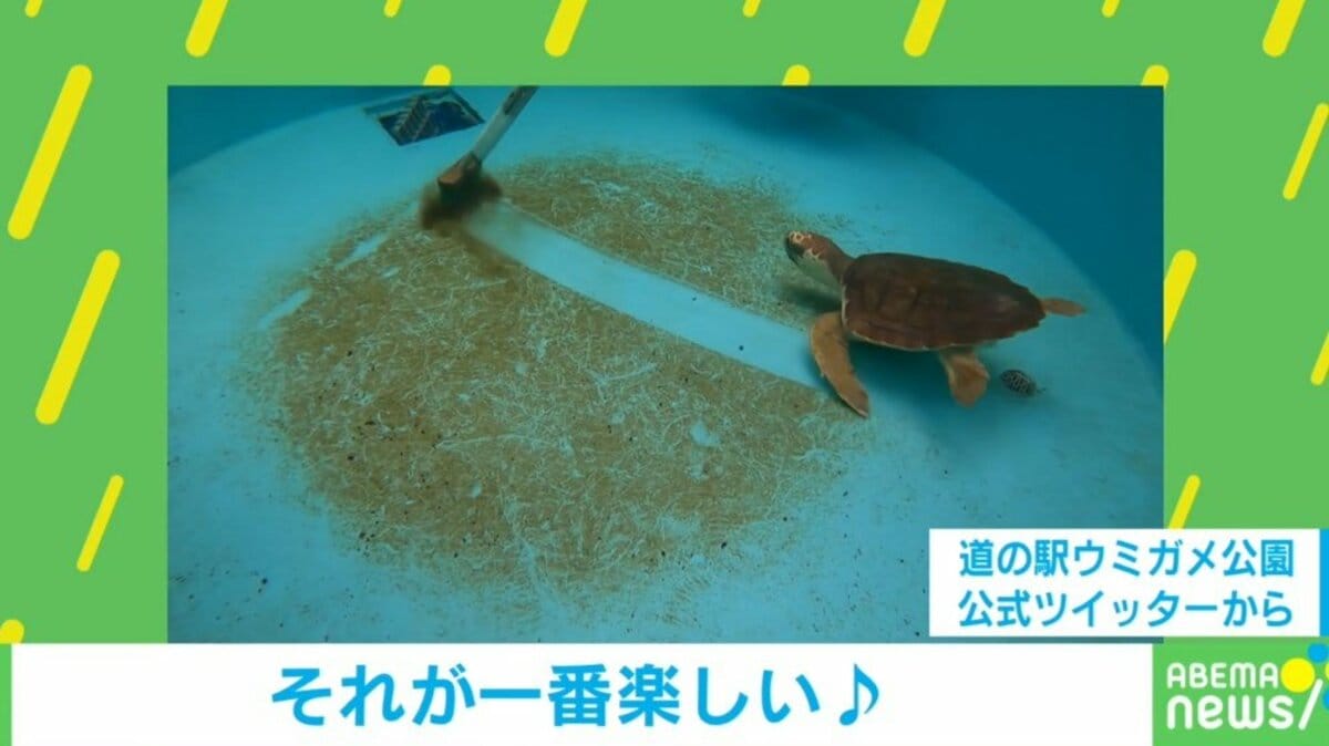 掃除のお手伝い ウミガメの行動にtwitter民も驚愕 猫だった 柴犬もこんな感じ 国内 Abema Times