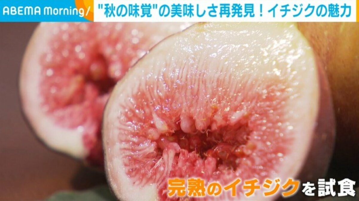 秋の味覚“イチジク” 夏では味わえない甘さがある？ 生産者「『初めて食べた』という方は結構多い」 | 話題 | ABEMA TIMES |  アベマタイムズ