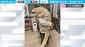 腕の中に体長２ｍの巨大トカゲ 衝撃の“抱っこ”姿に「まるで恐竜」「最高にラブリー」驚きの声 