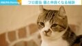自分から触りにいくのはだめ？ 猫カフェスタッフ直伝の“猫と仲良くなる方法”