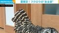 夏限定!? フクロウが見せた“謎の姿”に「そんな技を持っていたなんて」「可愛い」など驚きの声