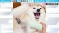 「戻ってこぉぉぉい!」ブラッシングされてご満悦の柴犬が“まさかの表情”を見せる様子に「よっぽど気持ち良いんだろうな」「昇天してる…」と大反響