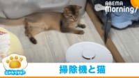 【映像】ロボット掃除機が気になって仕方がないネコ