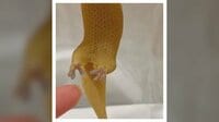 ヤモリの足がピトッ「最高か」【SNS 85万回再生