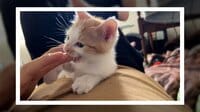 「かんでやる！」と子猫が意気込むも…